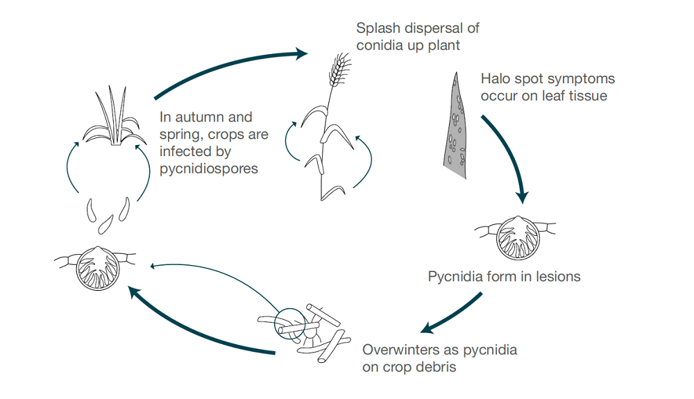 Halo spot life cycle (cereal disease)